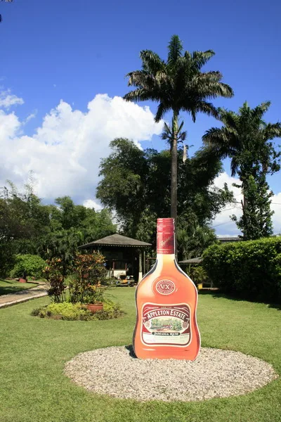 znana destylarnia rumu Appleton Estate