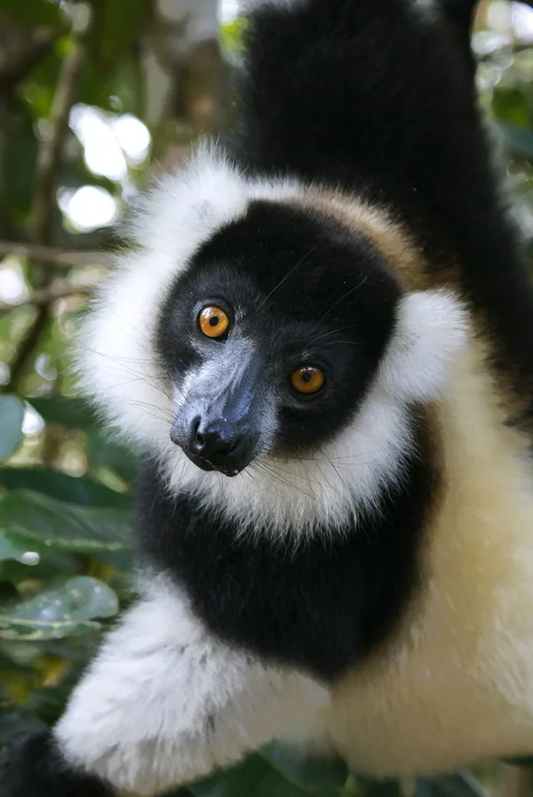 Lemur