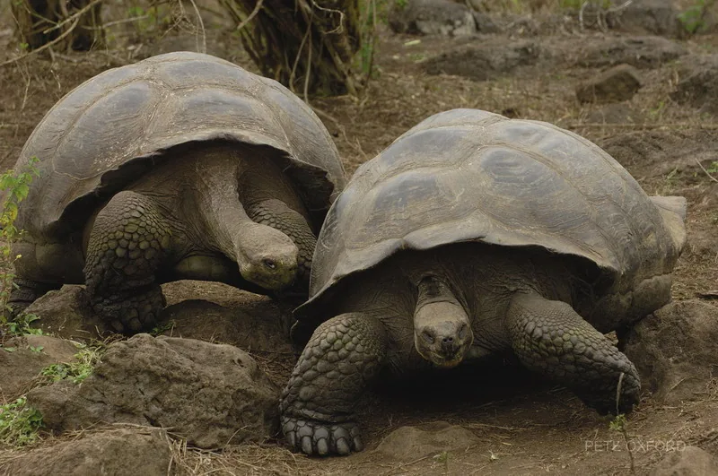 Słynne żółwie słoniowe z Galapagos ważą nawet ponad 400 kg