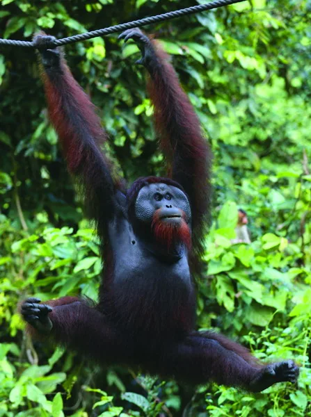 Orangutan borneański z Sepilok Orangutan Rehabilitation Centre
