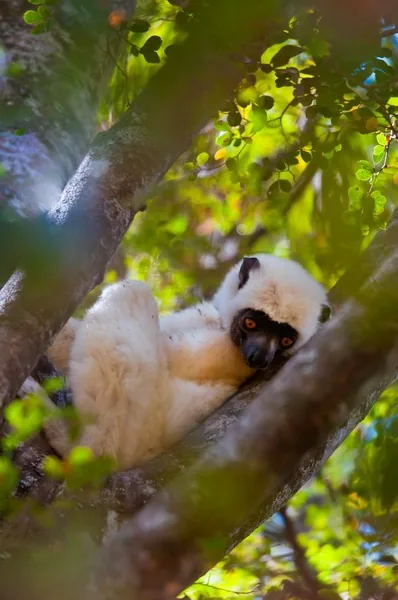 Narażona na wyginięcie sifaka biała