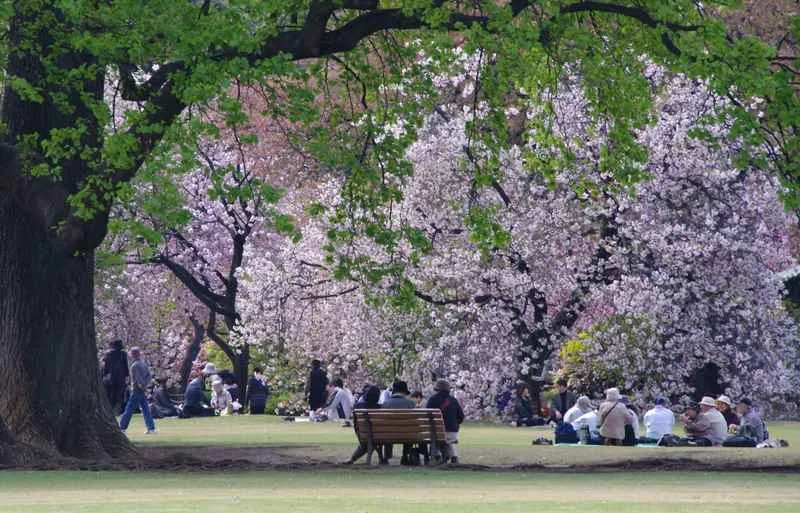 Modny Shinjuku Gyoen, czyli Ogród Cesarski w tokijskim Shinjuku