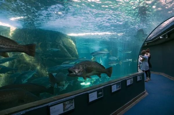 Kapsztadzkie oceanarium Two Oceans Aquarium przy Portswood Square
