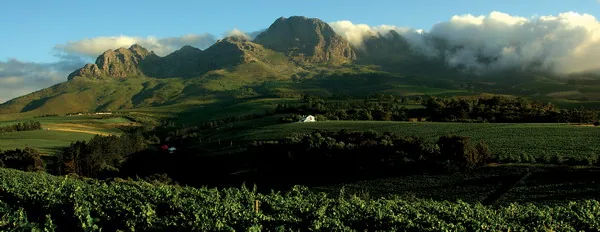 Winnice w okolicy miasta Stellenbosch