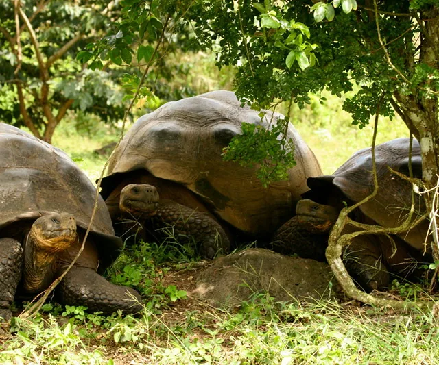 Galapagoskie legwany morskie są endemiczne dla archipelagu