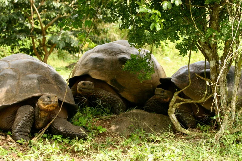 Galapagoskie legwany morskie są endemiczne dla archipelagu