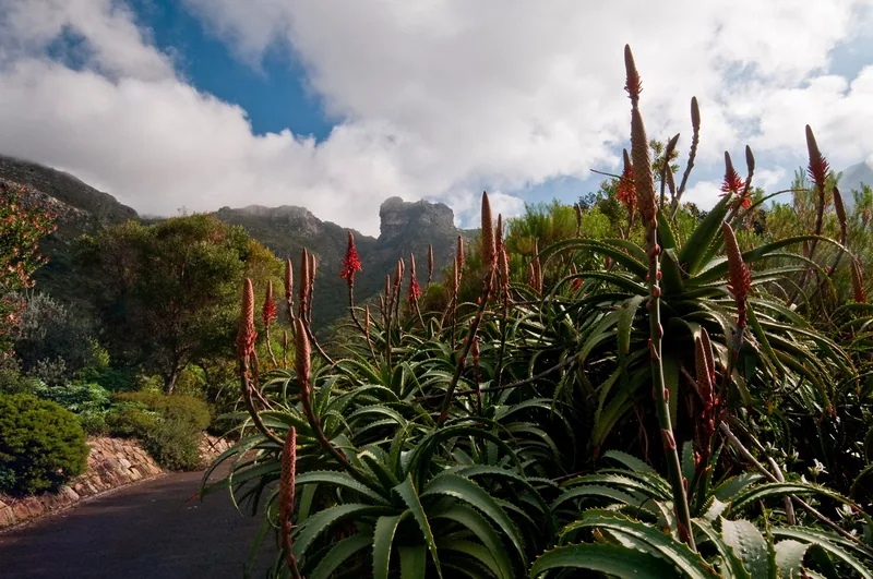 Narodowy Ogród Botaniczny Kirstenbosch