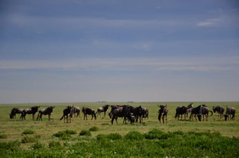 Gnu pręgowane żyje w dużych stadach