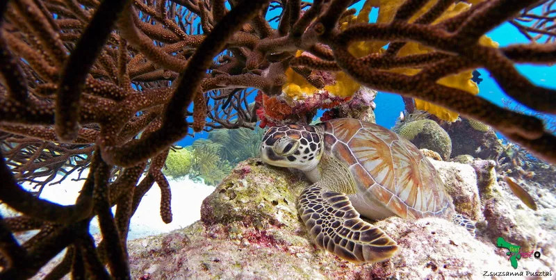 Bonaire to prawdziwy raj dla nurków