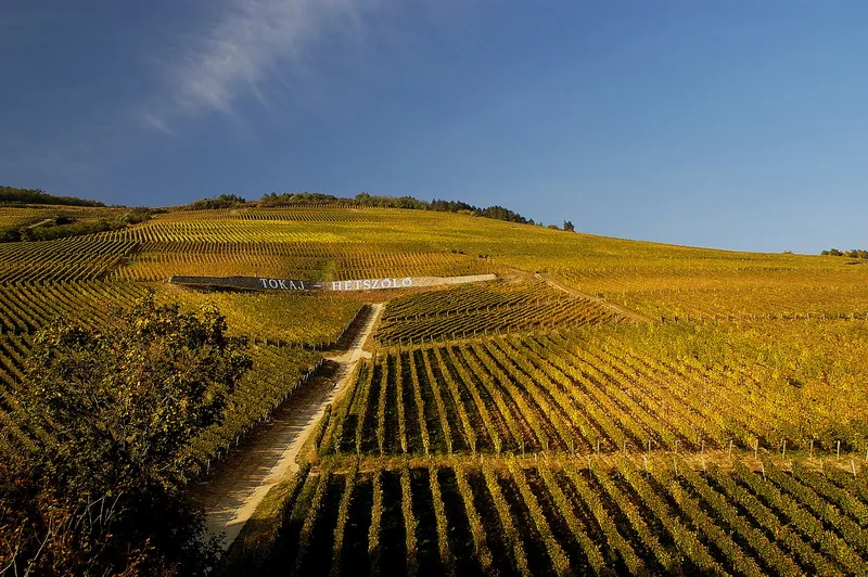 Tereny słynnej winnicy Tokaj-Hétszőlő