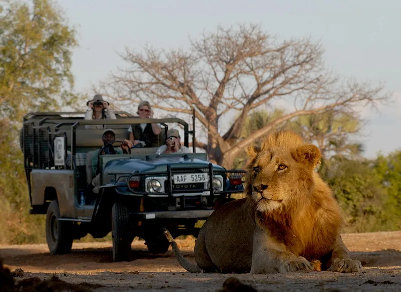 Na safari w Zambii spotkamy króla zwierząt i władcę sawanny – lwa