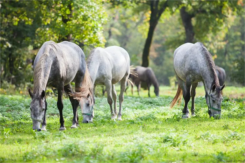 Boris-Pretnar-for-Lipica-Stud-Farm-2.jpg