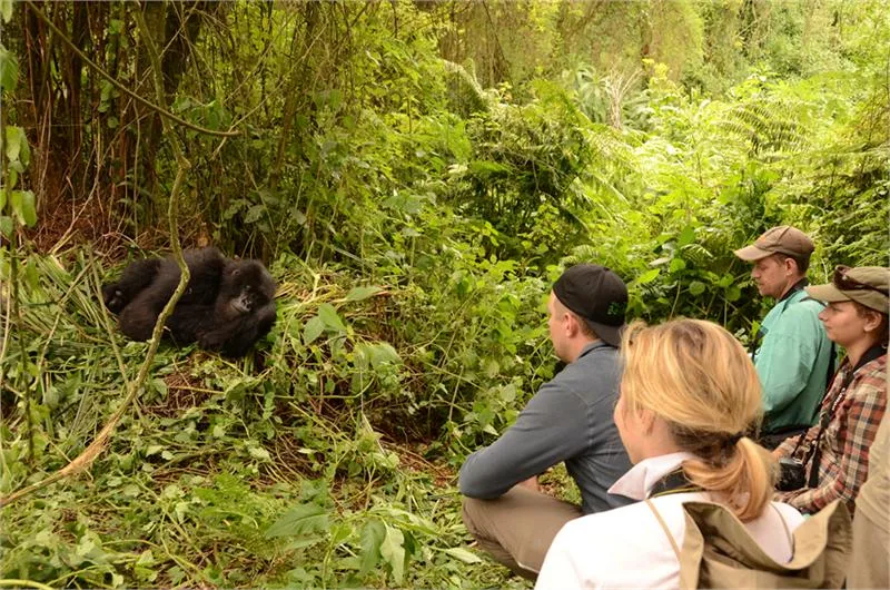 Gorillas.jpg