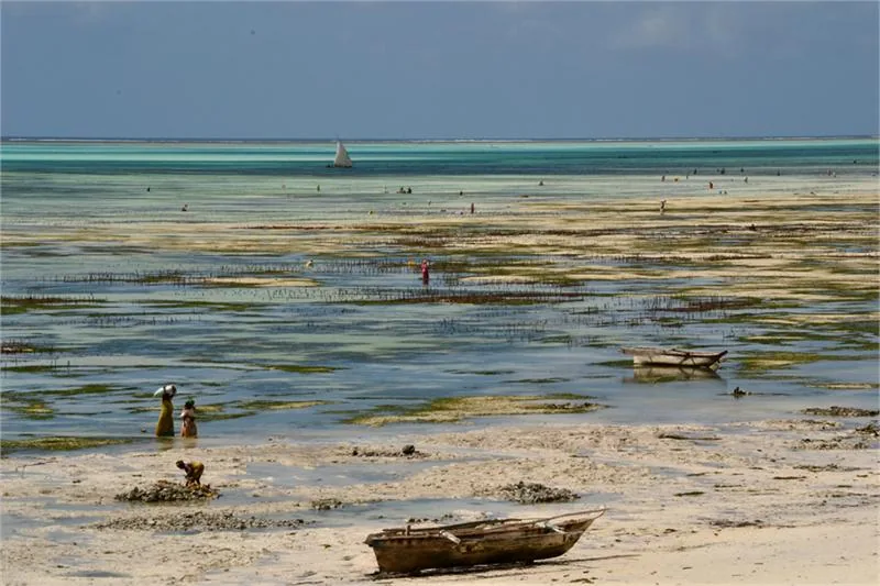 Jambiani_-_Ladies_collecting_seaweed_at_low_tide.jpg