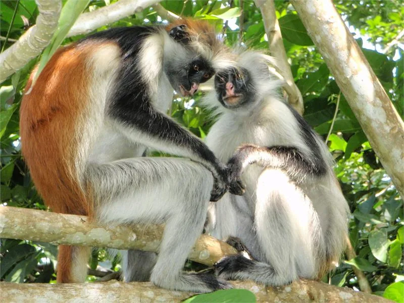 malpka_red_colobus_4.jpg