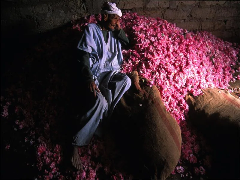 récolte_des_roses_.jpg