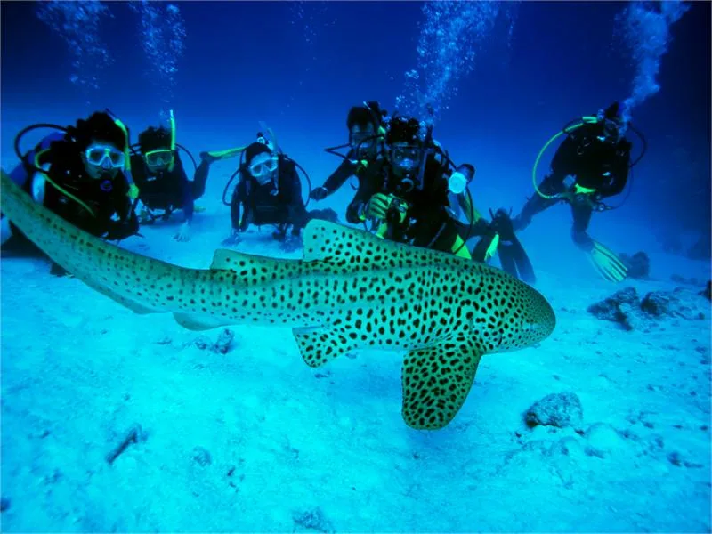 scuba_diving_andaman_sea.jpg