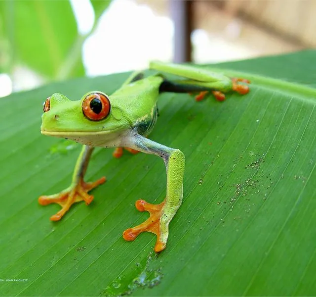 Caribe Rana calzonuda
