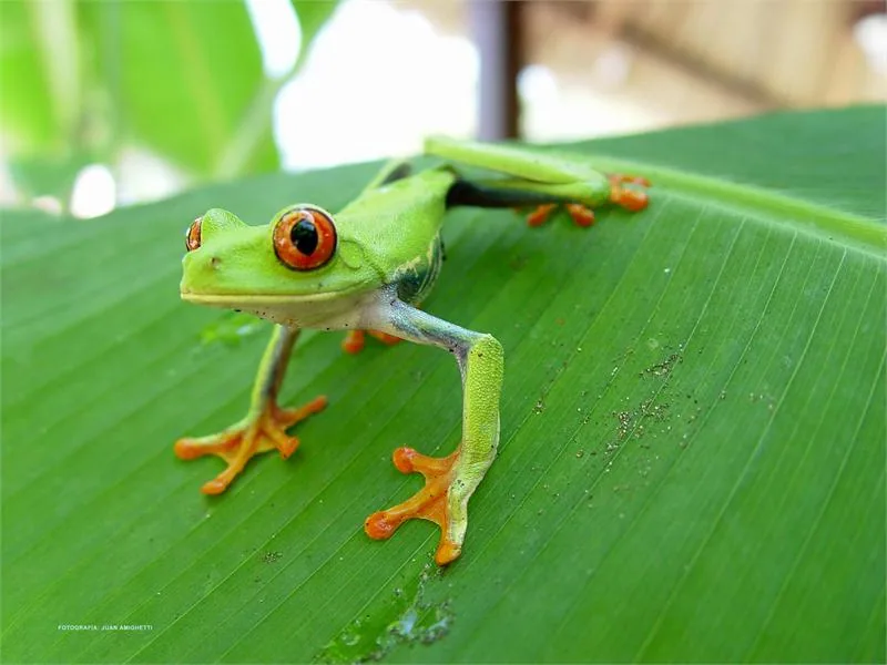 Caribe Rana calzonuda
