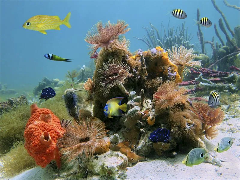 ESY-002629228 - Underwater sceneCocos Island