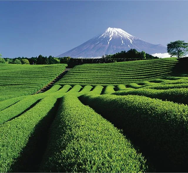Tea Plantation and Mt