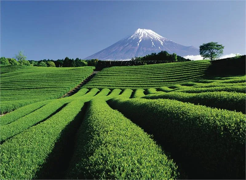 Tea Plantation and Mt