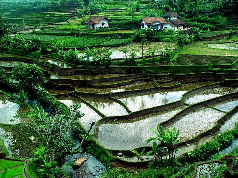 rice flields Bali Mkhail Tsyganov