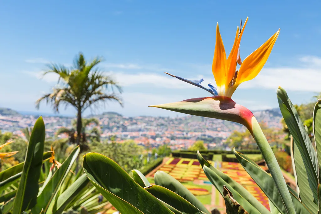 Funchal-Madera-compressor
