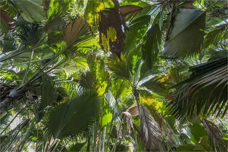 211 STB 14 Vallee De Mai 4961x3311