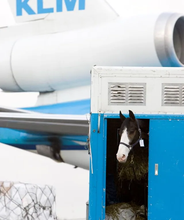 KLM Cargo transport koni m