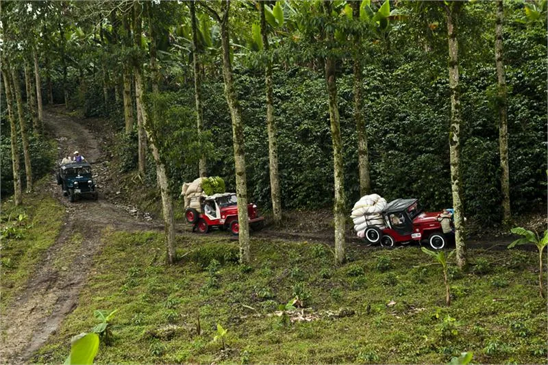 Paisaje Cultural Cafetero