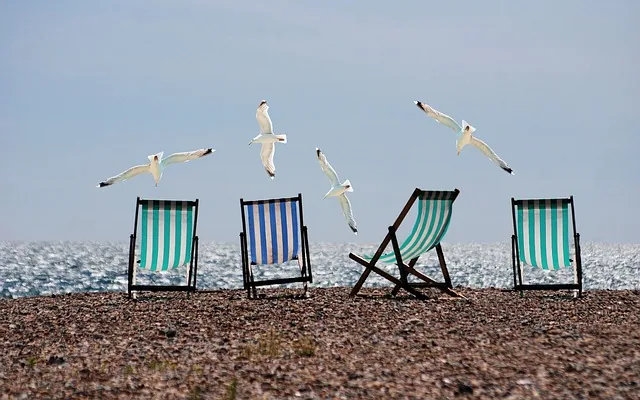 Seagulls small