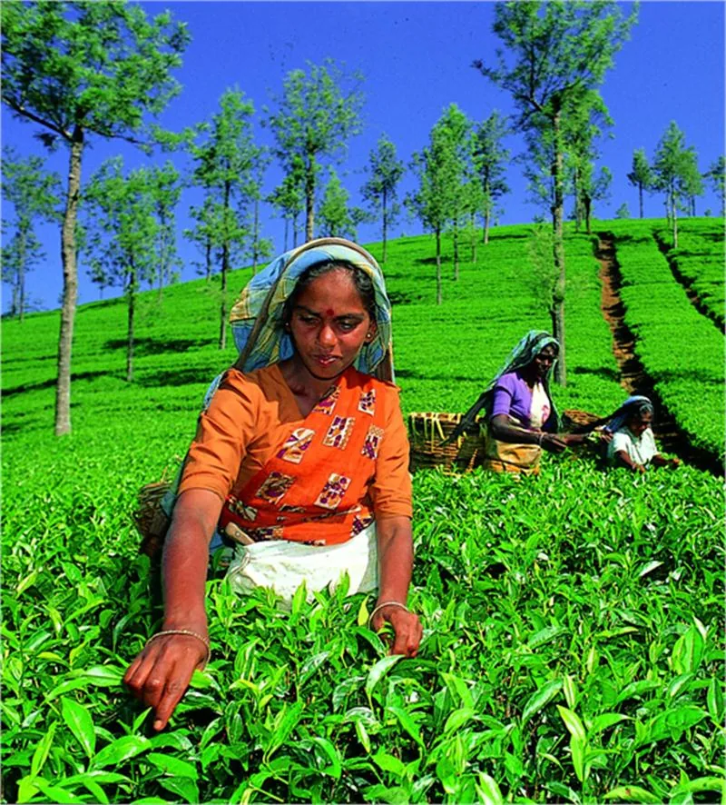 Tea Pluckers