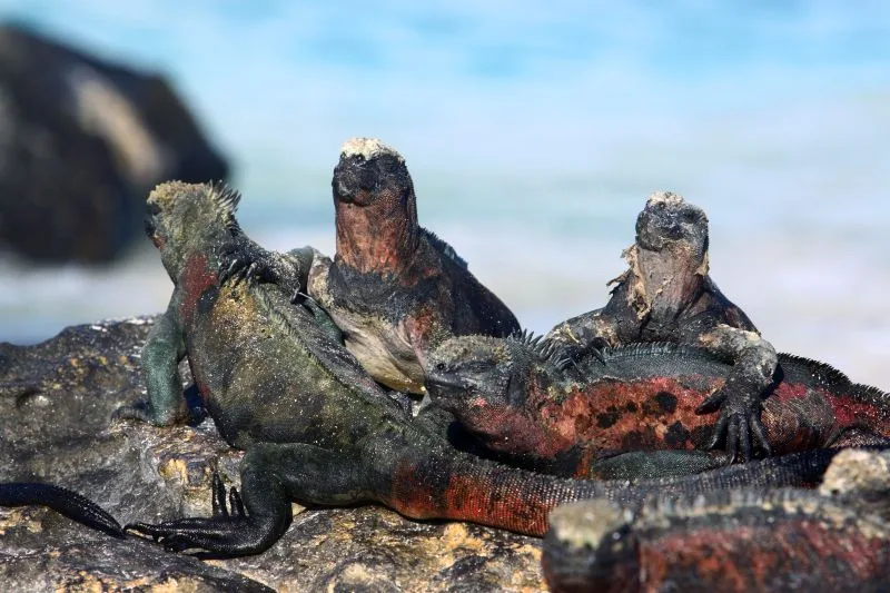 Endemiczne legwany morskie na przybrzeżnych skałach w archipelagu Galapagos © MINISTRY OF TOURISM OF ECUADOR