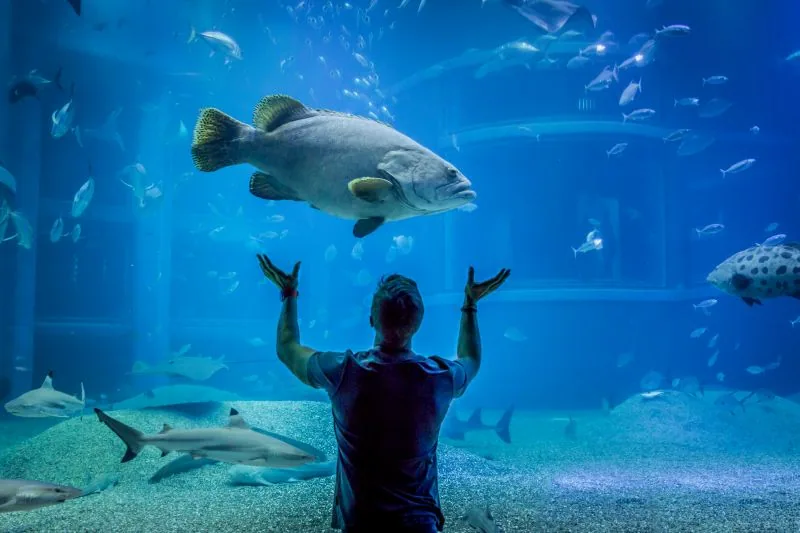 Osaka Aquarium Kaiyukan – jedno z największych publicznych akwariów na świecie ©© WWW.VICTORBORSUK.COM