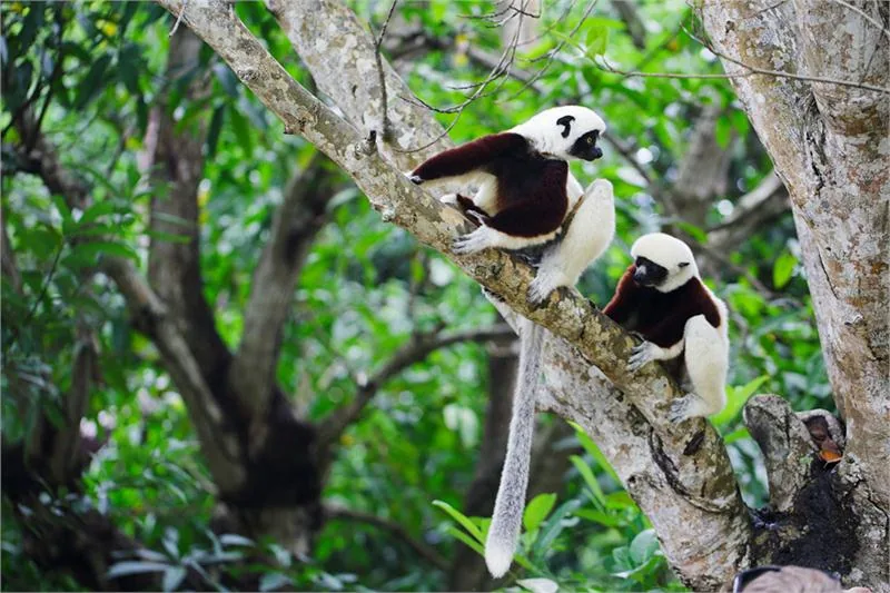 Sifaka biało-kasztanowa na Nosy Be © ONTM