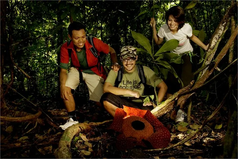 Raflezja Arnolda w Parku Narodowym Gunung Gading © MalaysiaTourisMProMoTionBoar