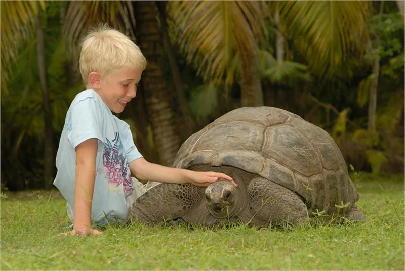 Na Seszelach żyją żółwie olbrzymie, niezwykłe roślinożerne gady narażone na wyginięcie © OFFICEDuTOuRISMEDESSEyCHELLES/RAyMONDSAHuQuET