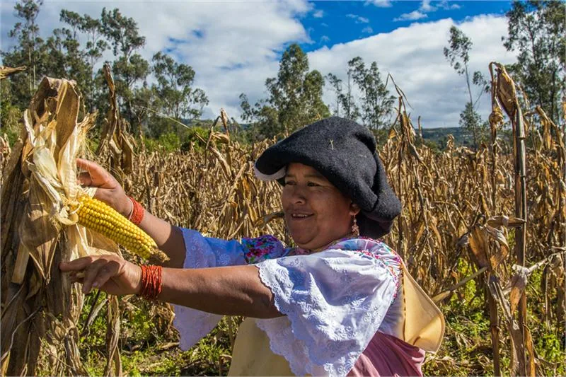 Kobieta na polu kukurydzy w okolicy Otavalo © Jacek Śledzińsi