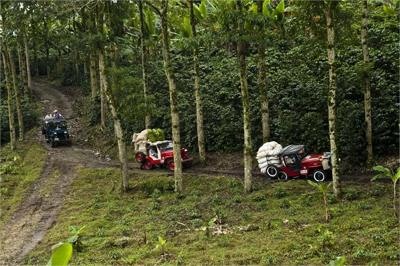 Wyprawa Szlakiem Kawowym (Ruta del Café) © PROCOLOMBIA