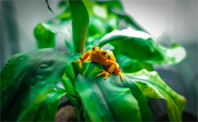Atelopus zeteki, endemiczna panamska złota żaba © PANAMATOURISTBOARD/BRANLYBRUNETH