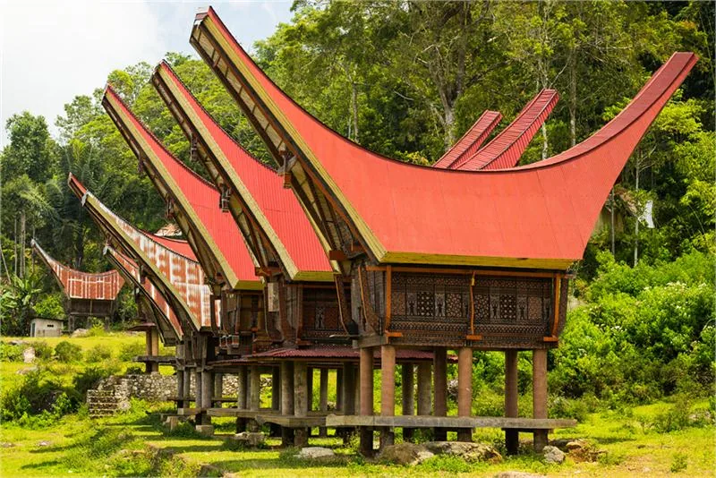 Domy tongkonan z dachami przypominającymi łódź w wiosce w Tana Toraja na południu wyspy Sulawesi © ISTOCK.COM/FBXX