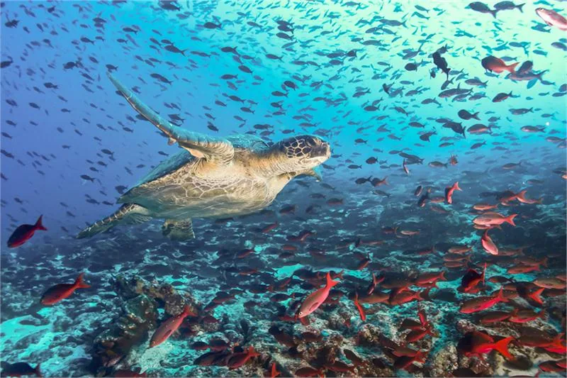 Żółw morski w otoczeniu ławicy kolorowych ryb chętnie ściągających w okolicę archipelagu galapagos © IstOcK.cOm/LfPUntEL