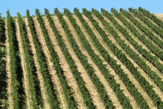 VIneyards_Lambrusco copia.jpg