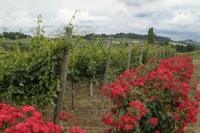 Flowe_Lambrusco_Vineyards copia.jpg