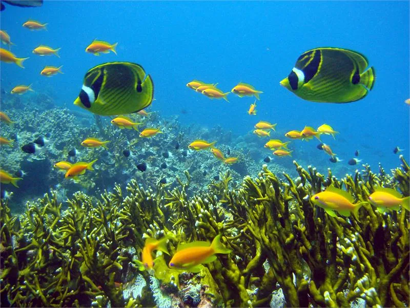 Mafia Island Marine Park, egzotyczna ryba ustnik lunula w najważniejszym parku morskim Tanzanii