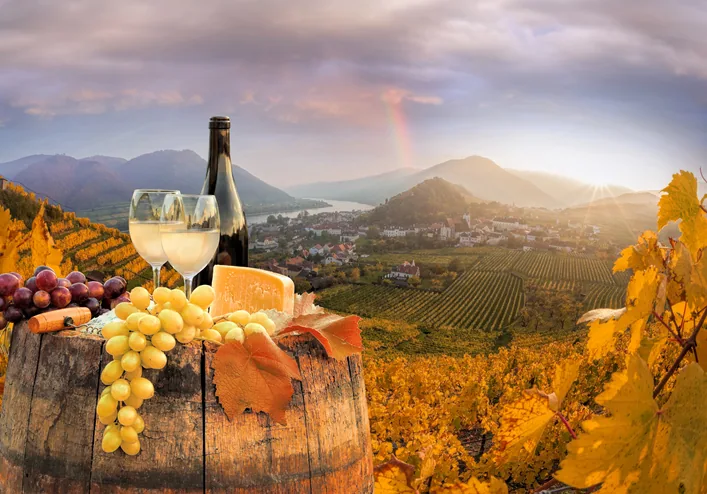 Łagodny klimat doliny Wachau sprzyja uprawie winorośli, głównie odmian riesling i grüner veltliner.