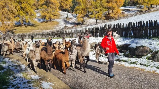 kaserhof lama trekking