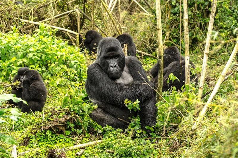 Srebrne plecy to najbardziej charakterystyczna cecha samców goryla, których średnia waga wynosi 168 kg