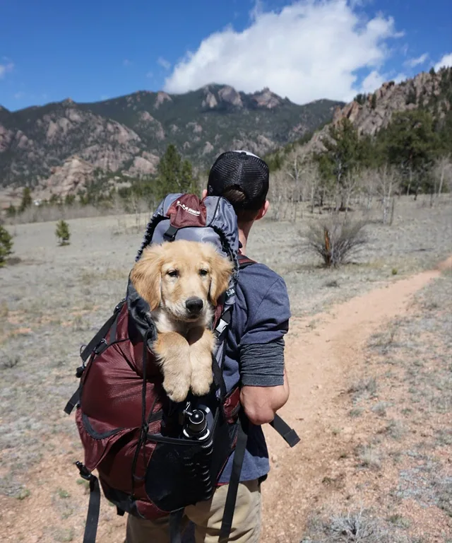 A person carrying a dog on his backDescription automatically generated